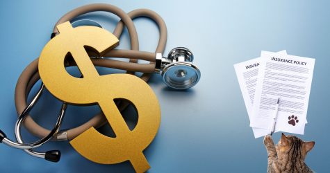 How Much Does Pet Healthcare Really Cost in Singapore? How Much Does Pet Healthcare Really Cost in Singapore?